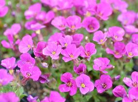 Tařička kosníkovitá 'Axcent Dark Red' - Aubrieta deltoides 'Axcent Dark Red'