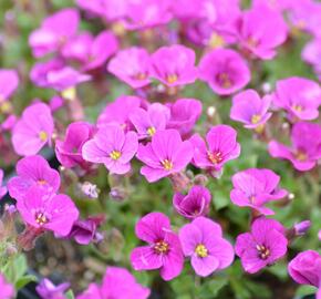 Tařička kosníkovitá 'Axcent Dark Red' - Aubrieta deltoides 'Axcent Dark Red'