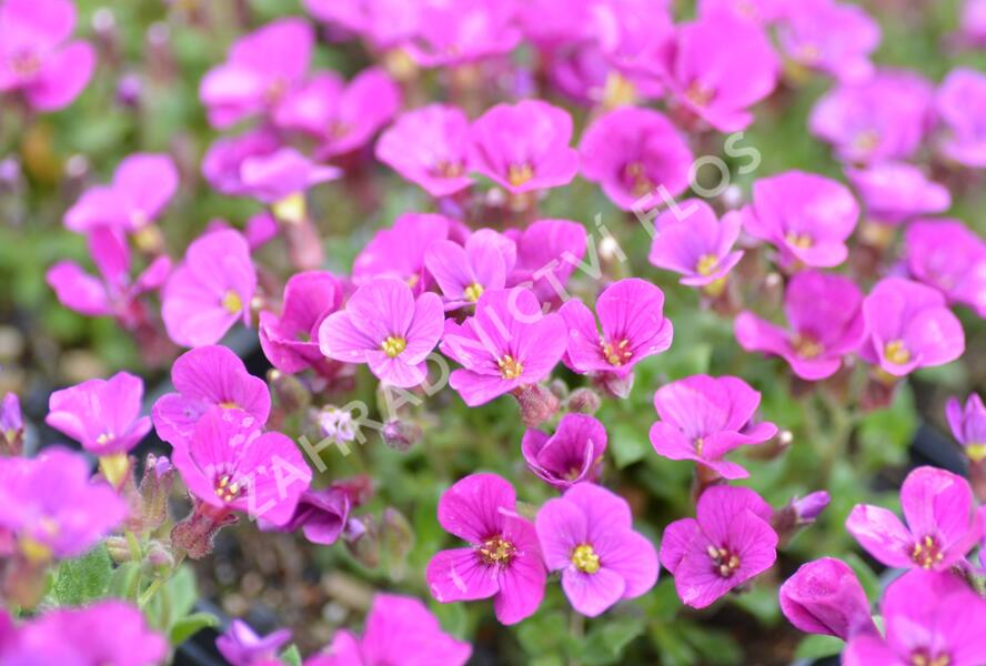 Tařička kosníkovitá 'Axcent Dark Red' - Aubrieta deltoides 'Axcent Dark Red'
