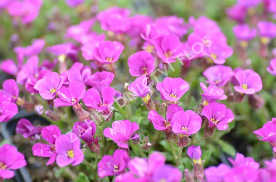 Tařička kosníkovitá 'Axcent Dark Red' - Aubrieta deltoides 'Axcent Dark Red'