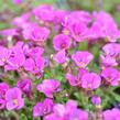 Tařička kosníkovitá 'Axcent Dark Red' - Aubrieta deltoides 'Axcent Dark Red'