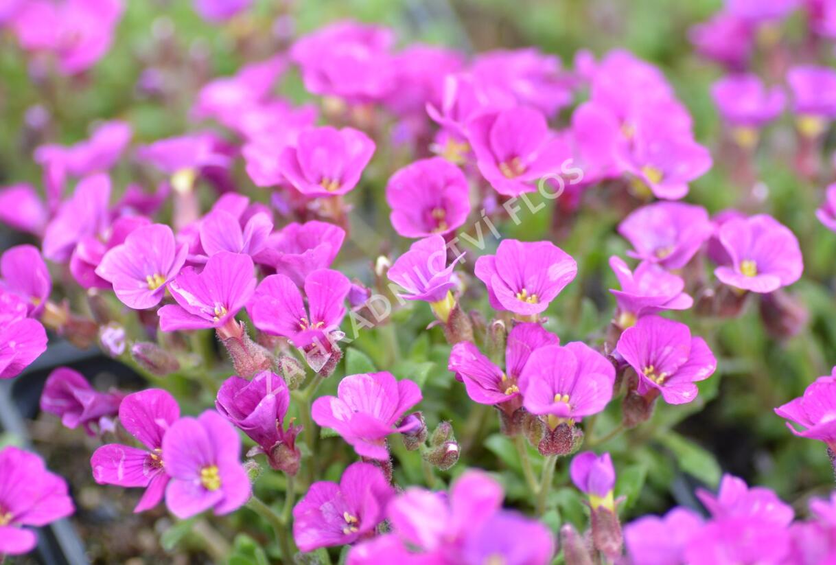 Tařička kosníkovitá 'Axcent Dark Red' - Aubrieta deltoides 'Axcent Dark Red'