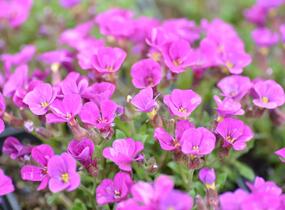 Tařička kosníkovitá 'Axcent Dark Red' - Aubrieta deltoides 'Axcent Dark Red'