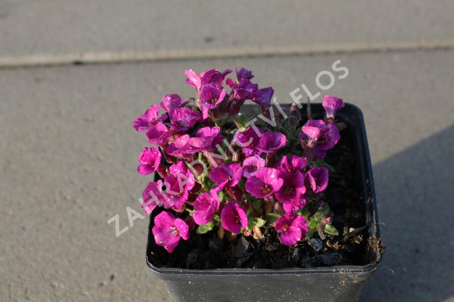 Tařička kosníkovitá 'Axcent Dark Red' - Aubrieta deltoides 'Axcent Dark Red'