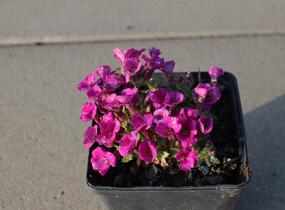 Tařička kosníkovitá 'Axcent Dark Red' - Aubrieta deltoides 'Axcent Dark Red'