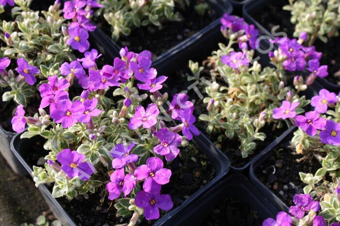 Tařička kosníkovitá 'Tauricola Silberrand' - Aubrieta deltoides 'Tauricola Silberrand'