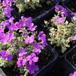 Tařička kosníkovitá 'Tauricola Silberrand' - Aubrieta deltoides 'Tauricola Silberrand'