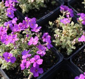 Tařička kosníkovitá 'Silberrand' - Aubrieta deltoides 'Silberrand'