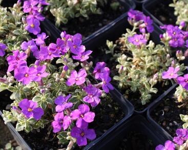 Tařička kosníkovitá 'Silberrand'