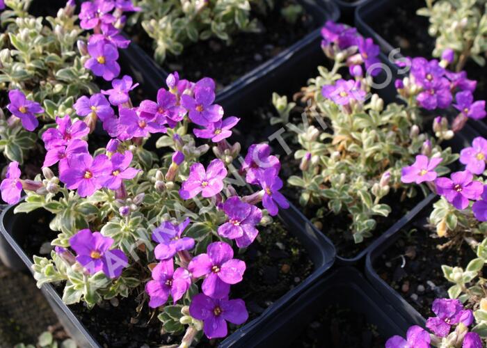 Tařička kosníkovitá 'Tauricola Silberrand' - Aubrieta deltoides 'Tauricola Silberrand'