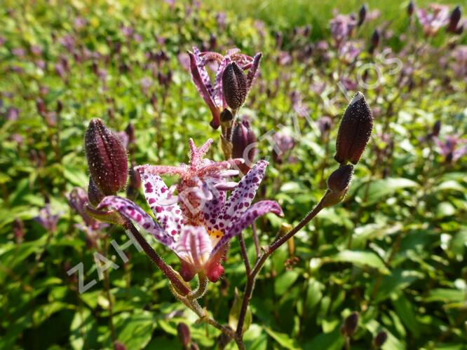 Liliovka, hadí lilie - Tricyrtis formosana