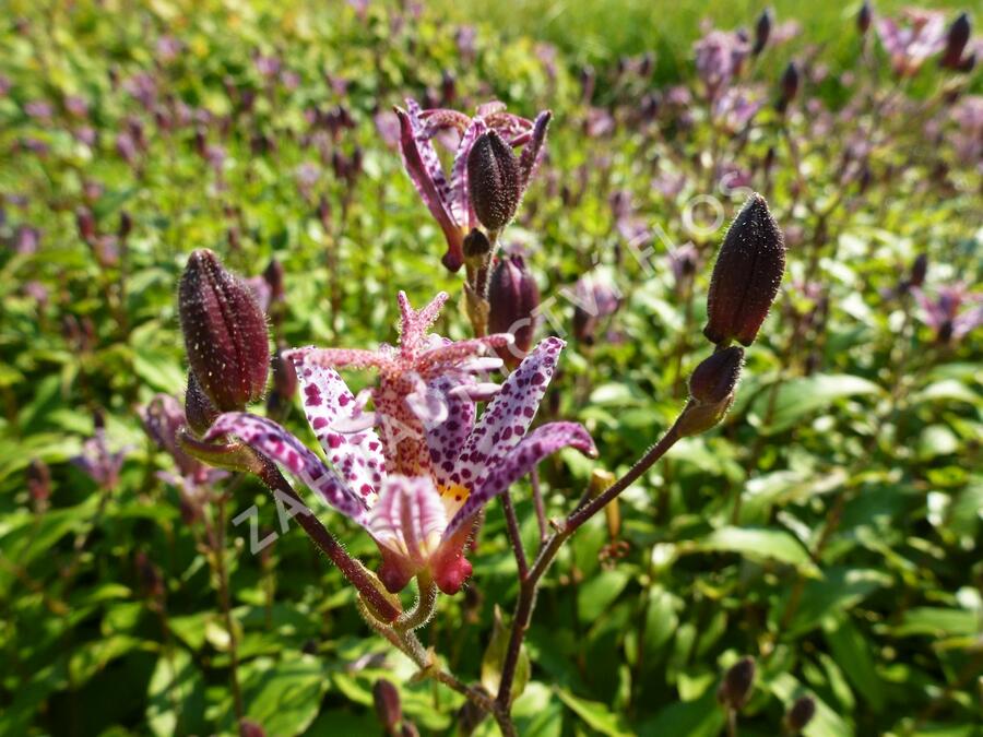 Liliovka, hadí lilie - Tricyrtis formosana