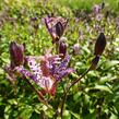 Liliovka, hadí lilie - Tricyrtis formosana