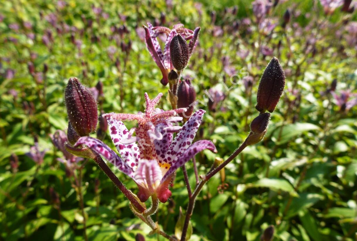 Liliovka, hadí lilie - Tricyrtis formosana