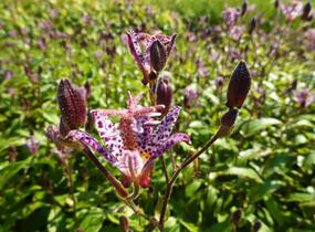 Liliovka, hadí lilie - Tricyrtis formosana