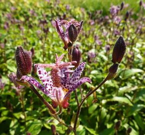 Liliovka, hadí lilie - Tricyrtis formosana