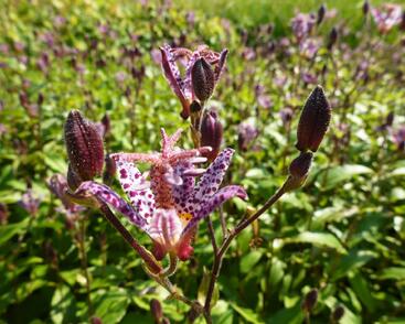 Liliovka, hadí lilie