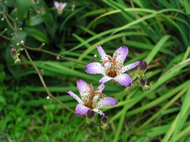 Liliovka, hadí lilie - Tricyrtis formosana