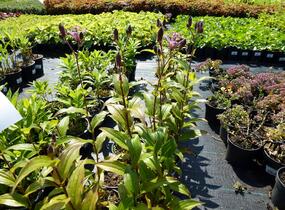 Liliovka srstnatá, hadí lilie 'Miyazaki' - Tricyrtis hirta 'Miyazaki'