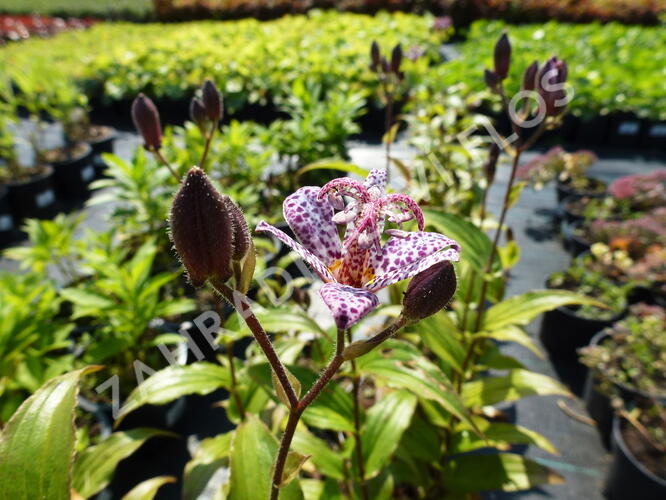 Liliovka srstnatá, hadí lilie 'Miyazaki' - Tricyrtis hirta 'Miyazaki'