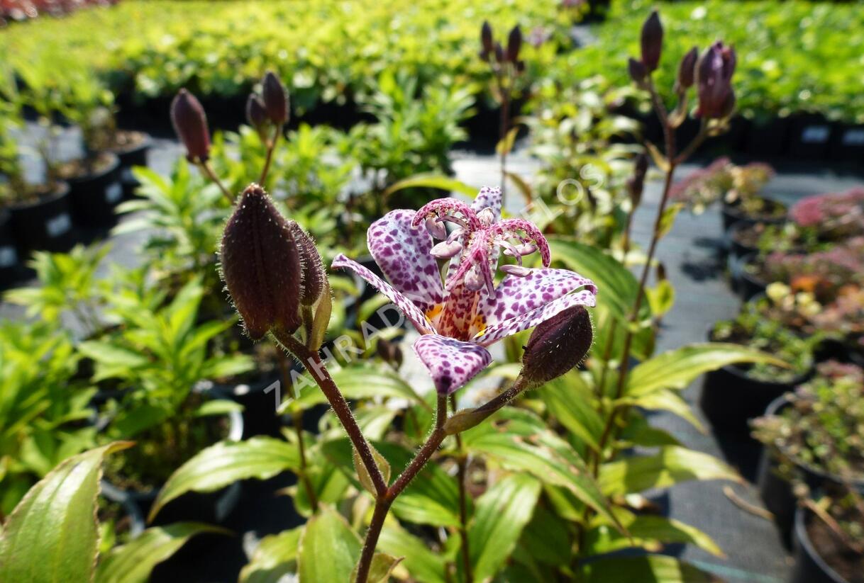 Liliovka srstnatá, hadí lilie 'Miyazaki' - Tricyrtis hirta 'Miyazaki'