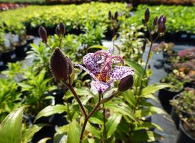Liliovka srstnatá, hadí lilie 'Miyazaki' - Tricyrtis hirta 'Miyazaki'