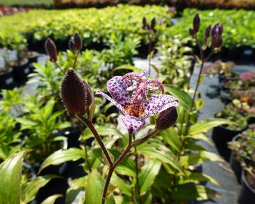 Liliovka srstnatá, hadí lilie 'Miyazaki'