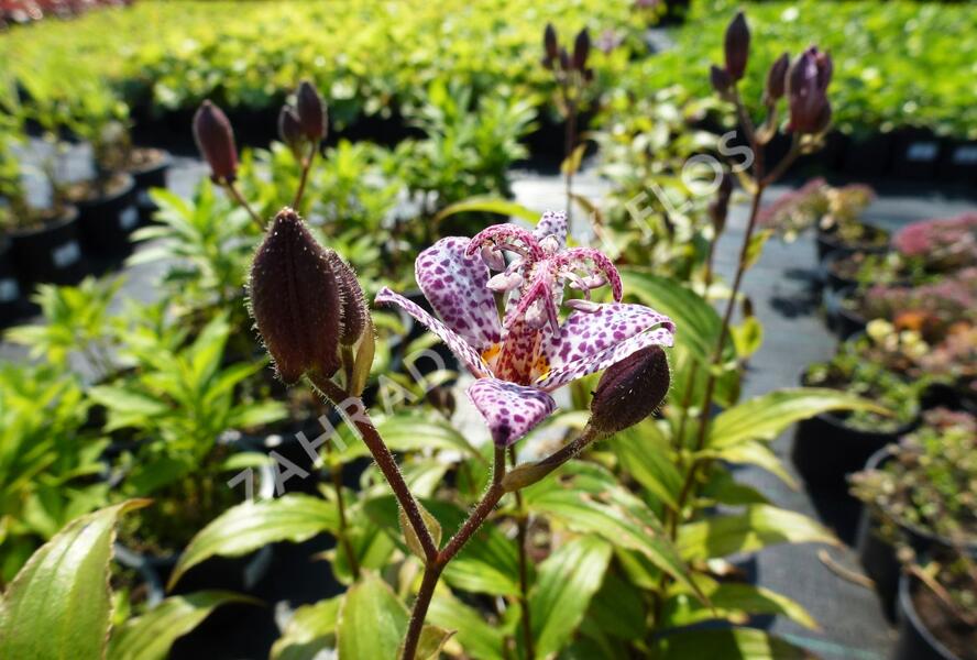 Liliovka srstnatá, hadí lilie 'Miyazaki' - Tricyrtis hirta 'Miyazaki'