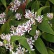 Liliovka srstnatá, hadí lilie 'Miyazaki' - Tricyrtis hirta 'Miyazaki'