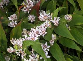 Liliovka srstnatá, hadí lilie 'Miyazaki' - Tricyrtis hirta 'Miyazaki'