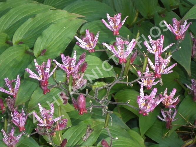 Liliovka srstnatá, hadí lilie 'Sinonome' - Tricyrtis hirta 'Sinonome'