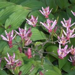 Liliovka srstnatá, hadí lilie 'Sinonome' - Tricyrtis hirta 'Sinonome'