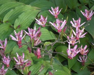 Liliovka srstnatá, hadí lilie 'Sinonome'