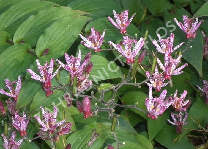 Liliovka srstnatá, hadí lilie 'Sinonome' - Tricyrtis hirta 'Sinonome'