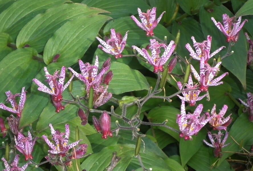 Liliovka srstnatá, hadí lilie 'Sinonome' - Tricyrtis hirta 'Sinonome'