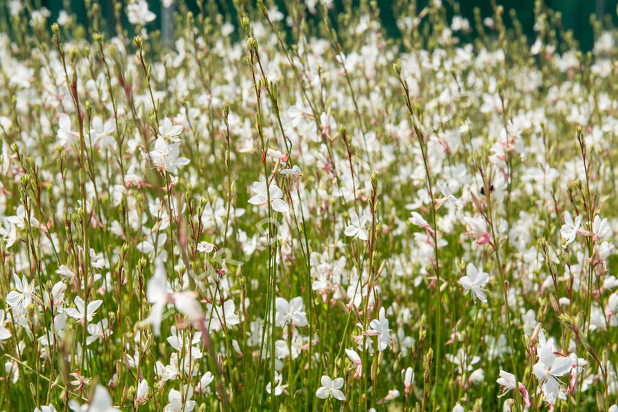 Svíčkovec 'Gambit White' - Gaura lindheimeri 'Gambit White'