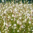 Svíčkovec 'Gambit White' - Gaura lindheimeri 'Gambit White'