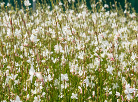 Svíčkovec 'Gambit White' - Gaura lindheimeri 'Gambit White'