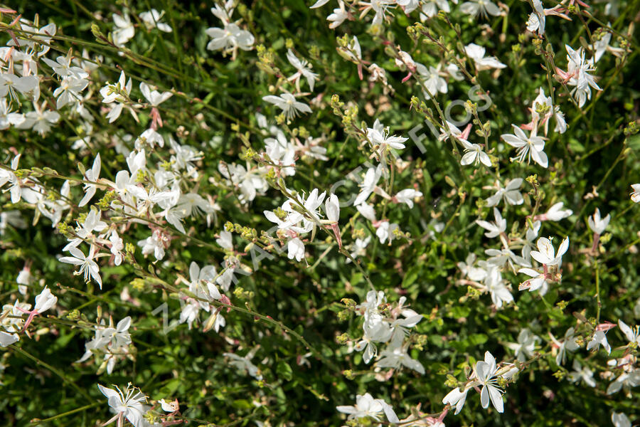 Svíčkovec 'Gambit White' - Gaura lindheimeri 'Gambit White'