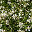 Svíčkovec 'Gambit White' - Gaura lindheimeri 'Gambit White'