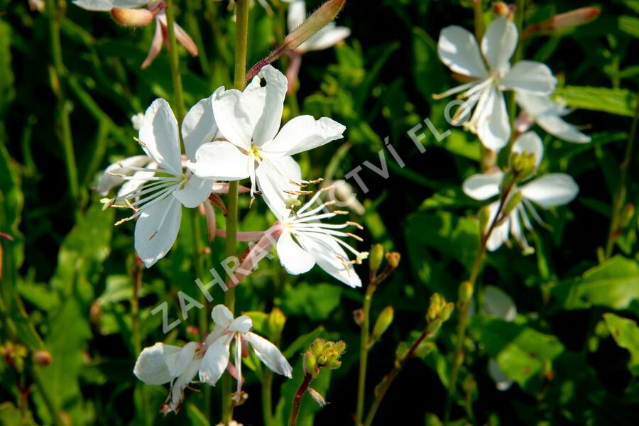 Svíčkovec 'Gambit White' - Gaura lindheimeri 'Gambit White'
