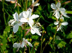 Svíčkovec 'Gambit White' - Gaura lindheimeri 'Gambit White'
