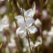 Svíčkovec 'Gambit White' - Gaura lindheimeri 'Gambit White'