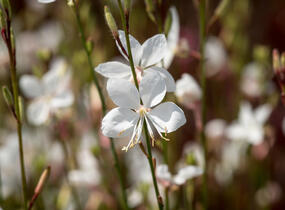 Svíčkovec 'Gambit White' - Gaura lindheimeri 'Gambit White'