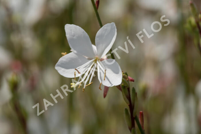 Svíčkovec 'Gambit White' - Gaura lindheimeri 'Gambit White'
