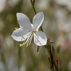 Svíčkovec 'Gambit White' - Gaura lindheimeri 'Gambit White'