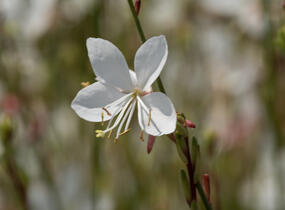 Svíčkovec 'Gambit White' - Gaura lindheimeri 'Gambit White'