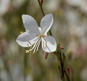 Svíčkovec 'Gambit White' - Gaura lindheimeri 'Gambit White'