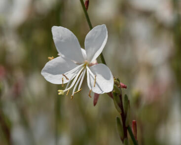 Svíčkovec 'Gambit White'