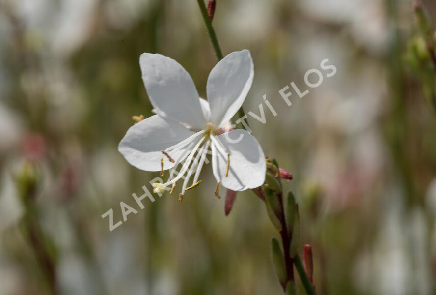 Svíčkovec 'Gambit White' - Gaura lindheimeri 'Gambit White'